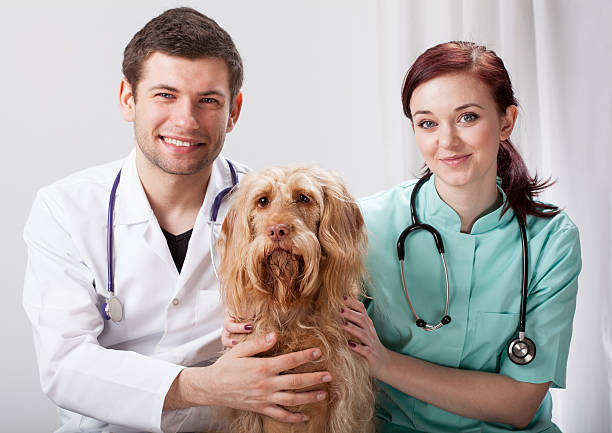 인물 두 veterinarians 개과 - doctor pets portrait animal hospital 뉴스 사진 이미지