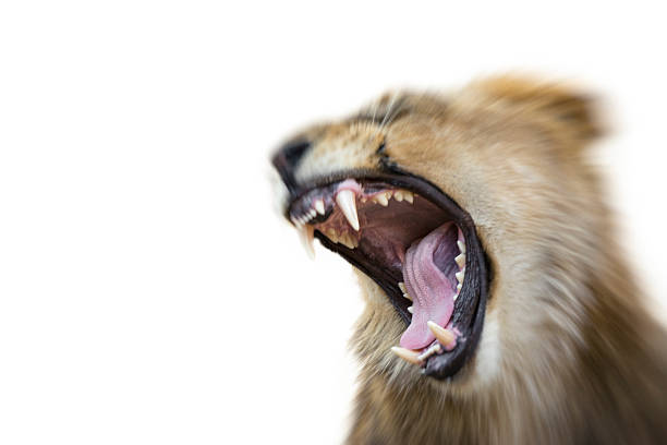 istock Wild Animal Attacks with a Fierce Bite 496517466