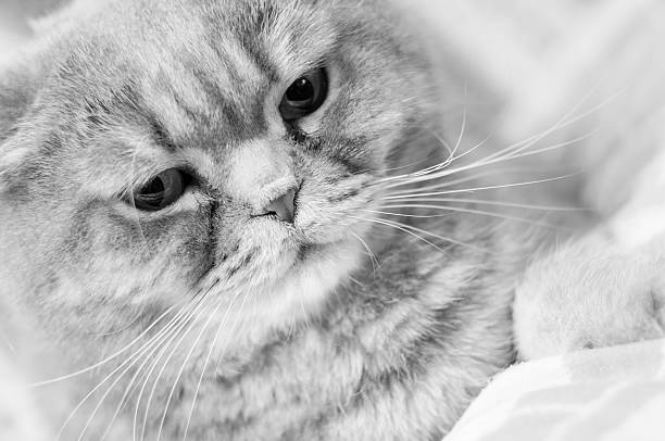 istock Scottish Fold male cat portrait. Black and White. 496517854