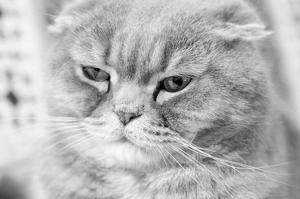 istock Scottish Fold male cat portrait. Black and White. 496517906