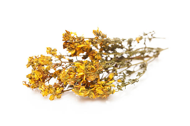 istock Dried St. John's wort plant 496518102