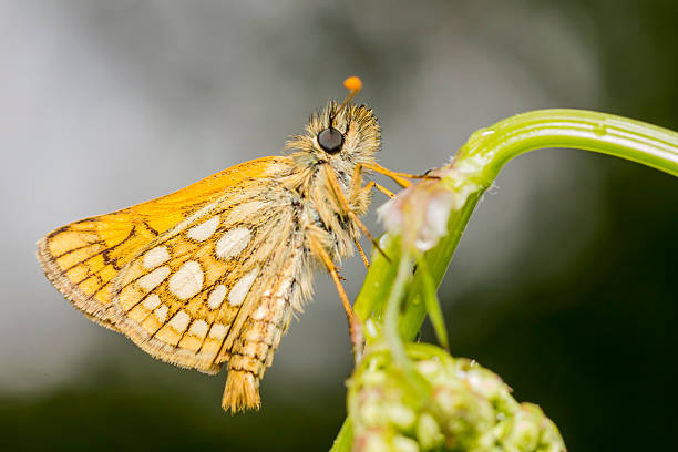 The Scarce Fritillary, Euphydryas maturna,