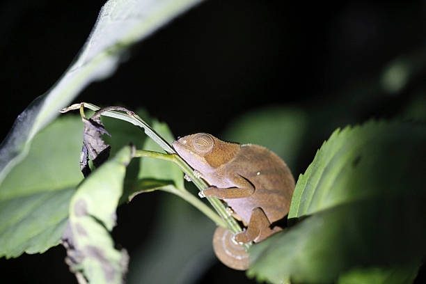 istock Night chameleon crawling on a branch in Ranomafana, Madagascar. 496518766