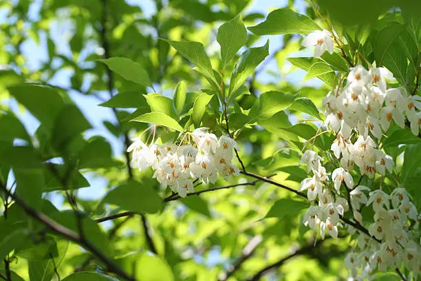 Japanese snowbell Styrax japonicus