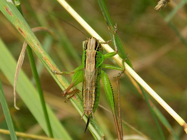 Grasshopper Grasshopper on grass orthoptera stock pictures, royalty-free photos & images