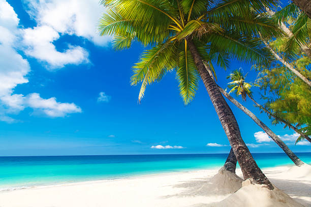 istock Beautiful palm tree over white sand beach. Summer nature view. 496519383