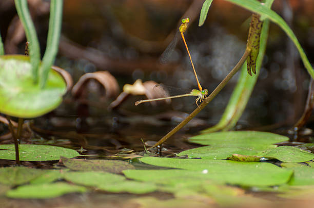 Two dragonflies mating together. Two dragonflies mating together. calopteryx syriaca stock pictures, royalty-free photos & images