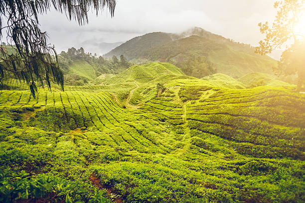istock Tea plantation in Malaysia 496519464