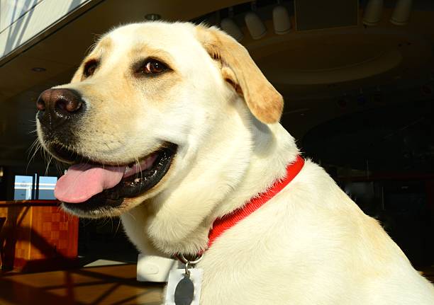 istock Dog On Cruise Ship 496519569