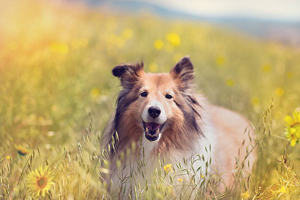 A Shetland Sheepdog in a flower field.
