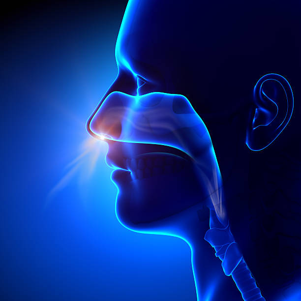 sinus-respiration et de l'anatomie humaine - nez humain photos et images de collection