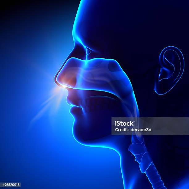 Sinuses Breathing Human Anatomy Stock Photo - Download Image Now - Nose, Inhaling, Breathing Exercise