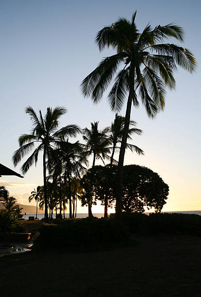 Árvores de Palma ao pôr do sol - foto de acervo