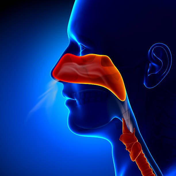 istock Flu - Full Nose - Human Sinuses Anatomy 496521039
