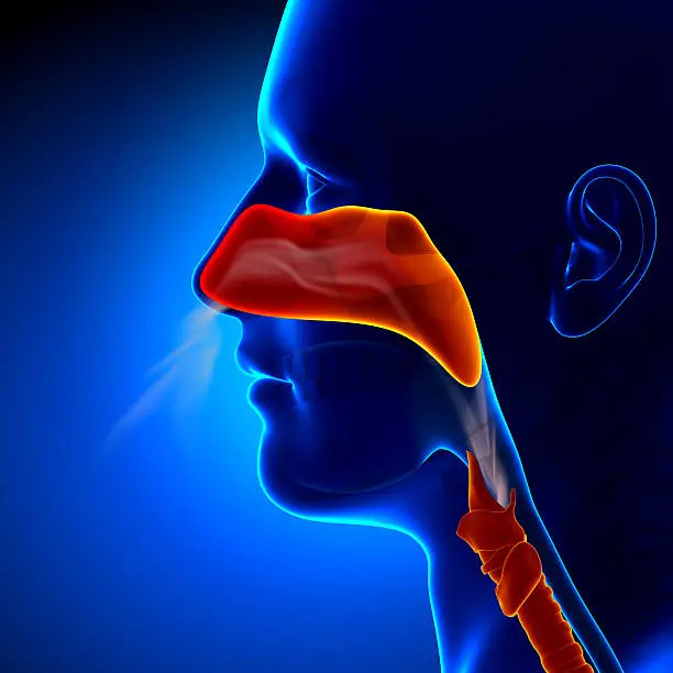 Flu - Full Nose - Human Sinuses Anatomy