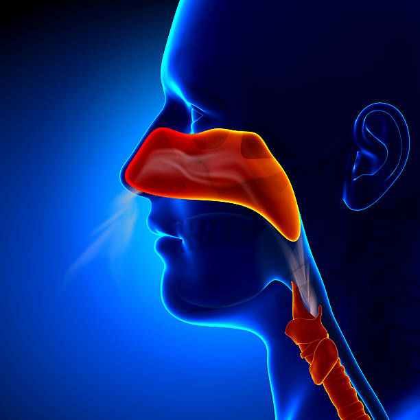 gripe completo-nariz humano sinuses anatomia - nasal cavity - fotografias e filmes do acervo