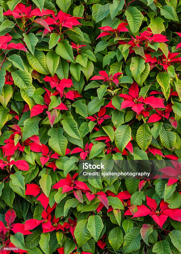 Tropical Verde Con Flores Rojas Flor De Nochebuena Hedge Foto de stock y  más banco de imágenes de Aire libre - iStock