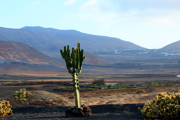 istock Volcano and cactus - typical Lanzarote landscape,Canary Island,Spain. 496521725