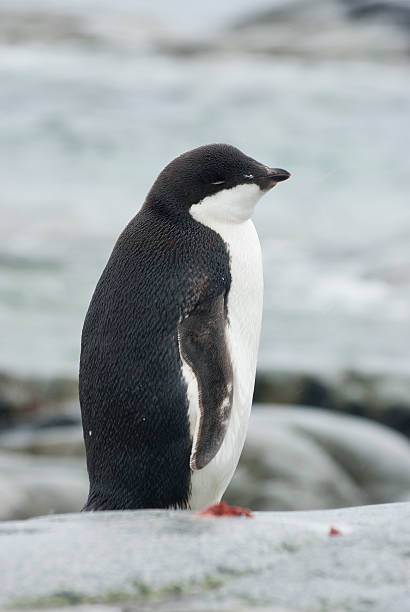 istock Young Adelie Penguin on the ocean. 496521729