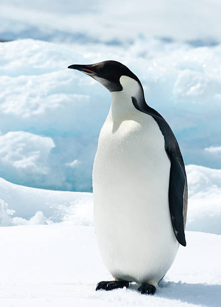 istock The young emperor penguin on the ice. 496521919