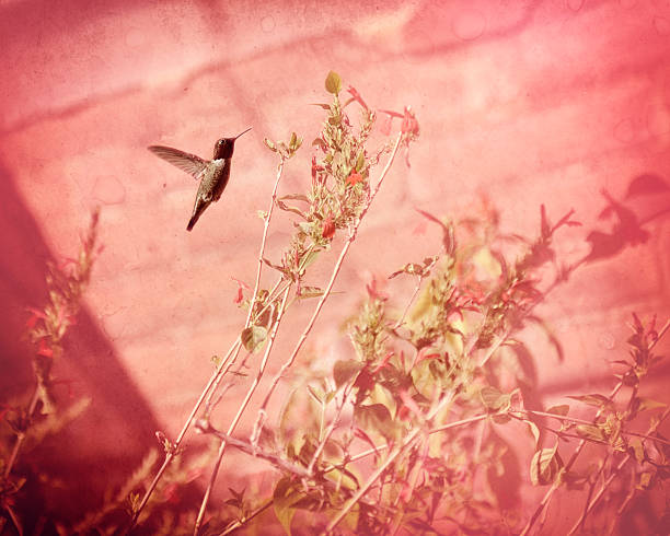 istock Vintage Rufous Humming Bird Image 496522732