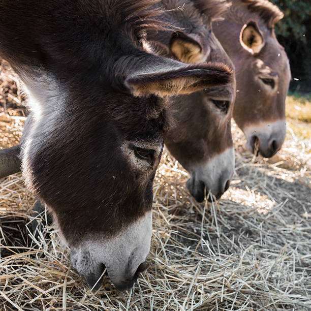 три donkeys - ass mule animal bizarre стоковые фото и изображения