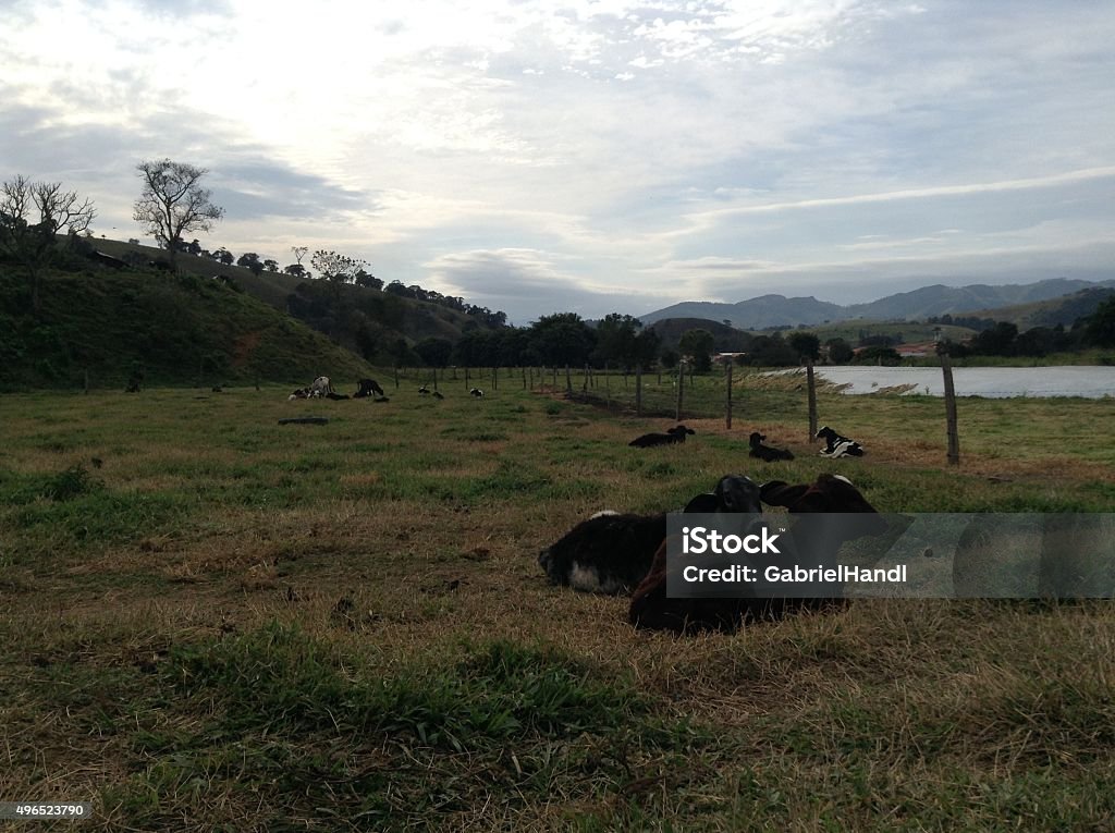 Farm Animals Stock Photo - Download Image Now - 2015, Animal, Cow - iStock Farm Animals Stock Photo - Download Image Now - 2015, Animal, Cow - iStock