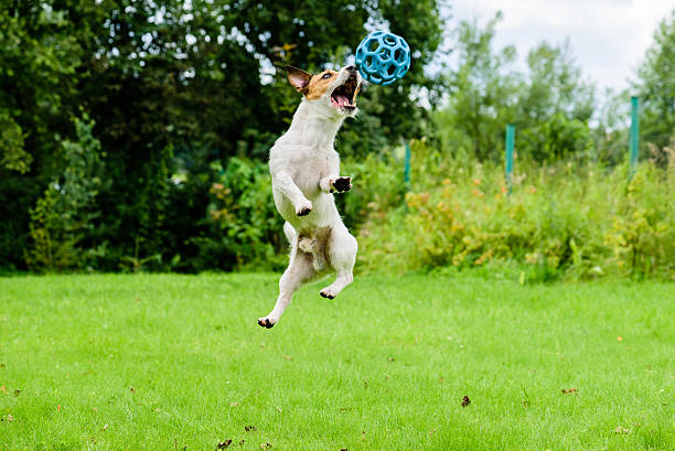 Spaniel out in the fields exercising by catching a thrown stick ... oh, no, it's missed it!