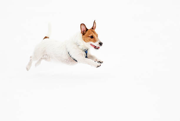 istock Jack Russell Terrier dog running on ice pond. 496524568