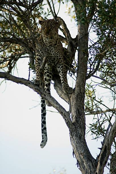 istock Leopard on a tree in Masai Mara Game Reserve, Kenya 496524572