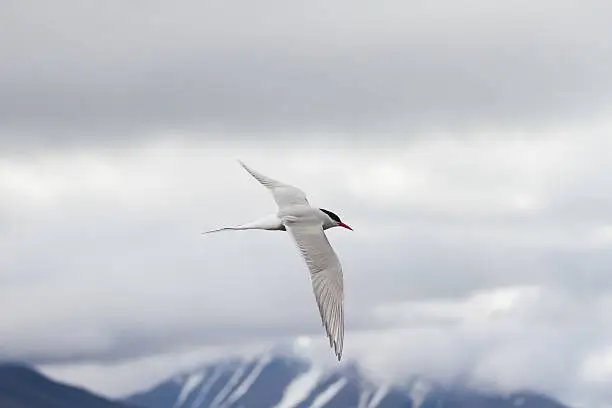 Photo of Arctic Tern, Svalbard