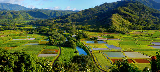istock Taro fields in beautiful Hanalei Valley on Kauai 496525698