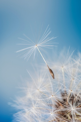 Dandelion and seeds in blue sky