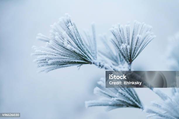 Frosty Pine Leaf Stock Photo - Download Image Now - Frost, Nature, Snow