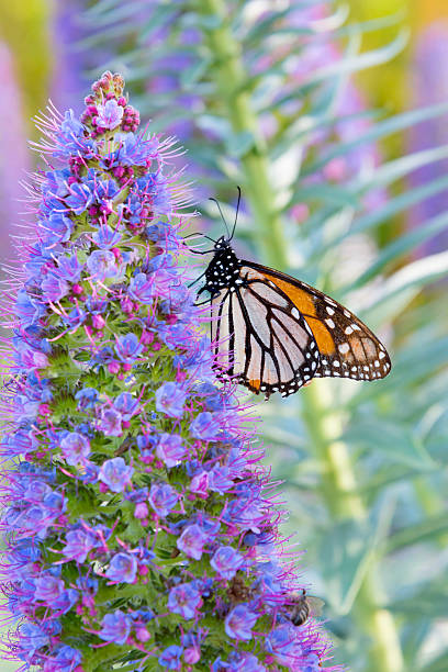 istock Monarch butterfly with purple koromiko flowers (Hebe salicifolia) 496526080