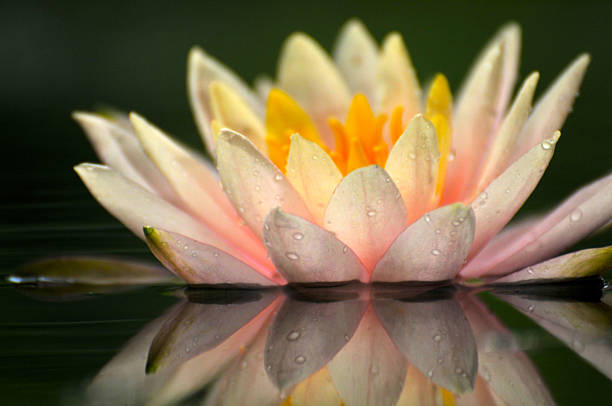 Blossom yellow waterlily flower