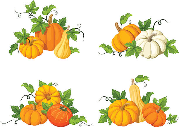 Orange pumpkins. Vector illustrations. Set of vector orange pumpkins and leaves isolated on a white background. gourd stock illustrations