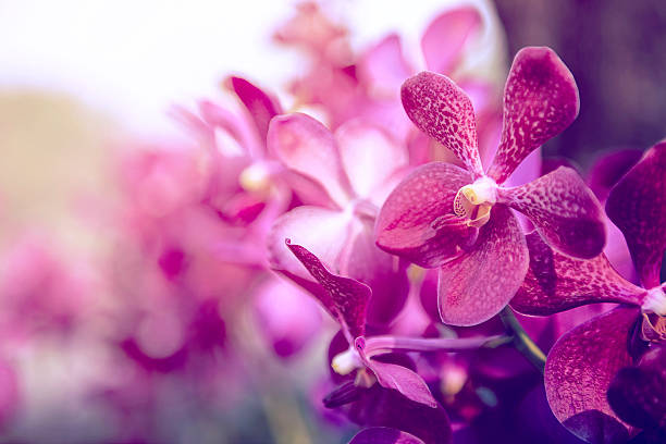 schöne purple orchideenblütenbaum. - vibrant color purple botany nature stock-fotos und bilder