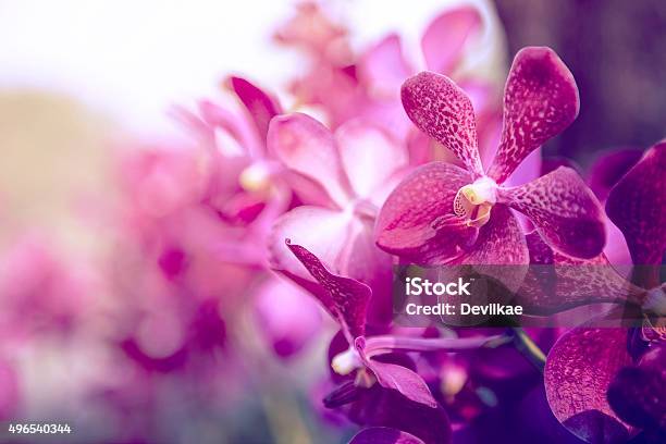 Beautiful Purple Orchid Flower Tree Stock Photo - Download Image Now - Orchid, Flower, Purple