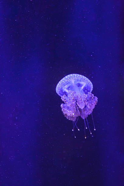 istock Australian spotted jelly, Phyllorhiza punctata 496541106