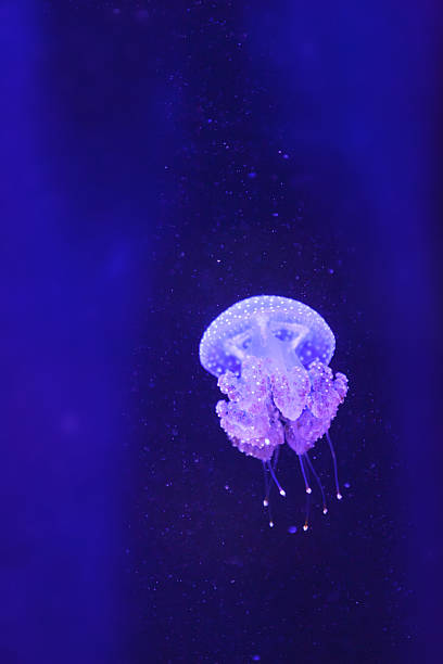 istock Australian spotted jelly, Phyllorhiza punctata 496541174