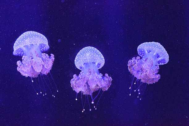 istock Australian spotted jelly, Phyllorhiza punctata 496541912