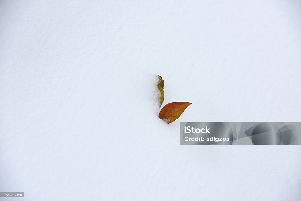 Leaf in winter,Nion D810 camera,70-200 lens Leaf in winter,Nion D810 camera,70-200 lens, 2015 Stock Photo
