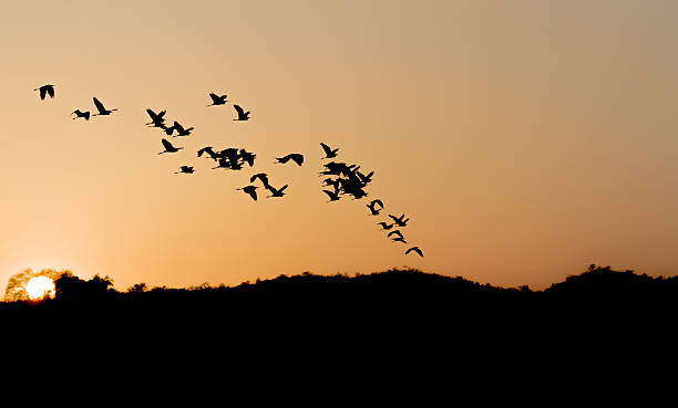 istock sunset tropical birds silhouettes flying 496543096