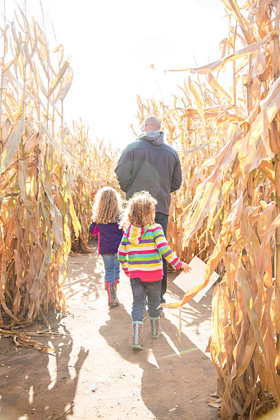 istock Two Young Girls & Dad Walking In Autumn Corn Maze 496543418