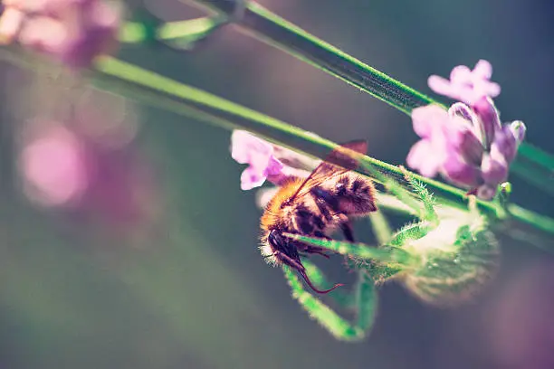 Photo of spider with catch