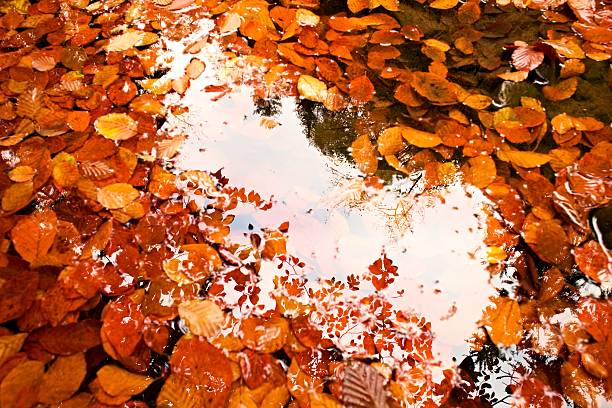 istock Mirror in water. Frame in leves and stones in water 496543960
