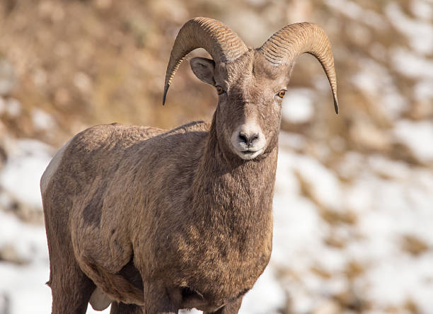 istock BIghorn Sheep - Eyes on You. 496543962