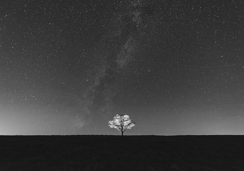 A solitary tree in a vast field is backlit under the Northern Milky Way.  Long exposure with light painting, toned black and white.