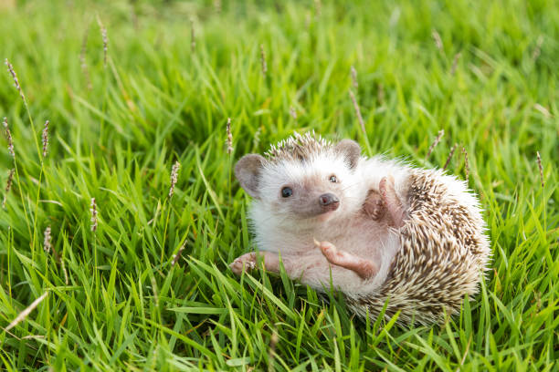 hérisson dans le jardin de cactus africain pygmée - hedgehog photos et images de collection